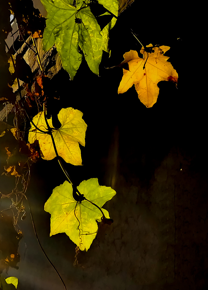 天凉好个秋--丝瓜叶的诉说