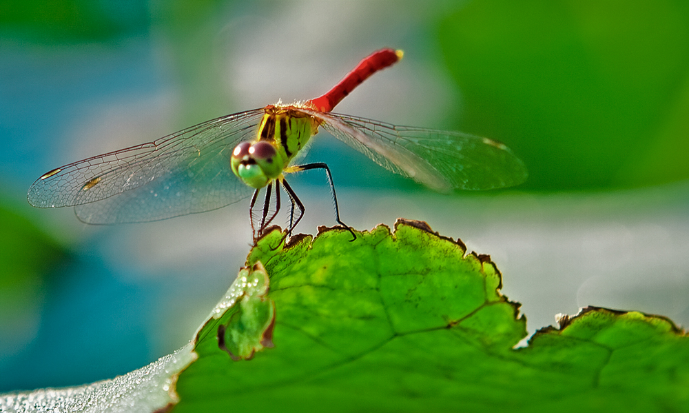 那年那荷叶上的那只蜻蜓…
