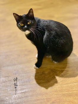 一只小黑猫——仲么了…