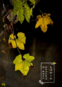 天凉好个秋--丝瓜叶的诉说