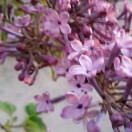 我是姥姥13306493